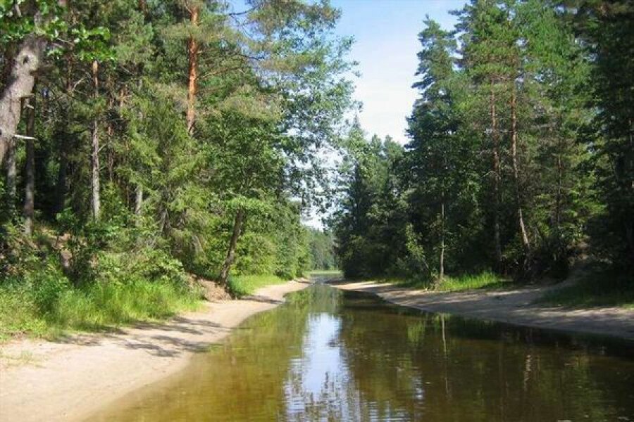 На острове Хачин на Селигере введен запрет на посещение лесов