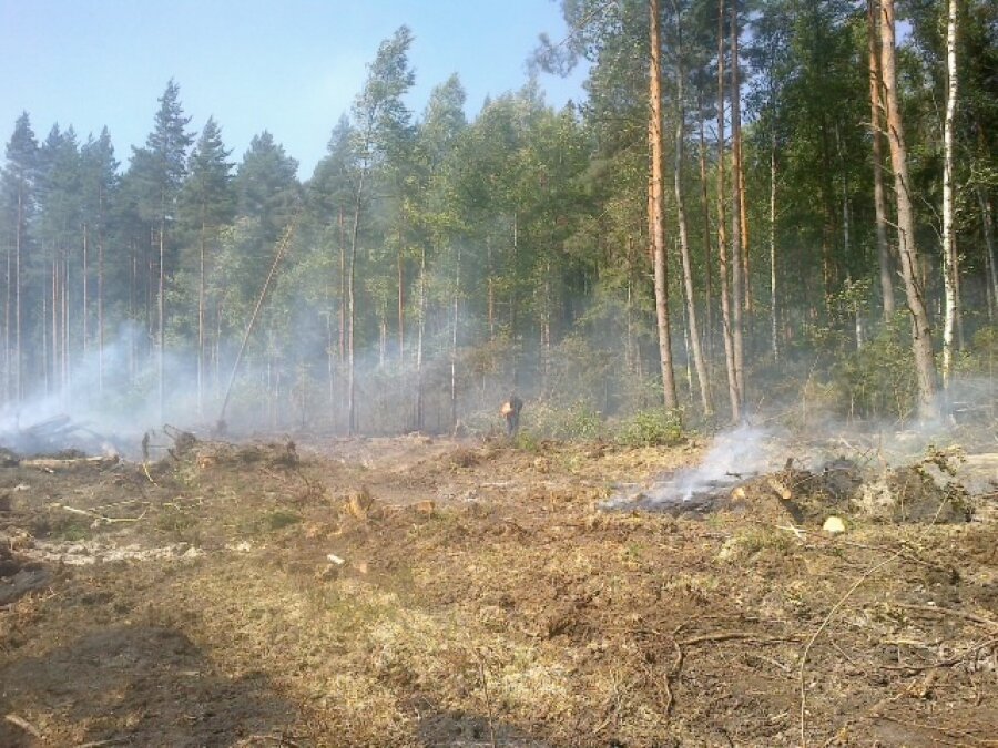 В Рамешковском районе горело около 10 га леса