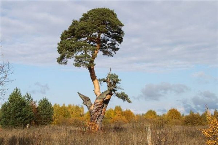 Сосна из Тверской области пополнила национальный реестр деревьев-старожилов