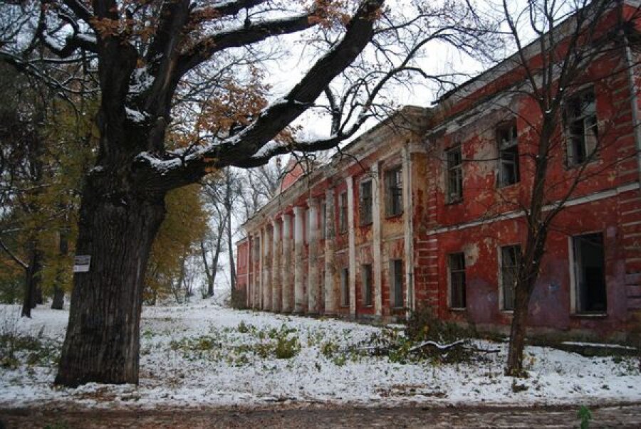 Определён возраст старейших тверских дубов, на очереди — сосна-долгожитель в Кашинском районе