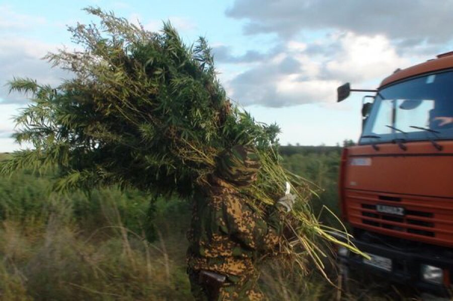 В Калининском районе вырубили дикорастущую коноплю