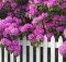 Rhododendrons and Picket Fence