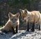 Red Fox Pup(s) Morro Bay, CA 26 May 2008