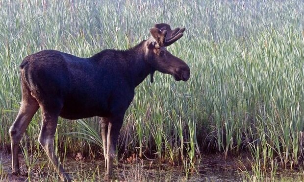 Algonquin Provincial Park